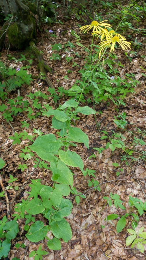 Doronicum austriacum / Doronico austriaco